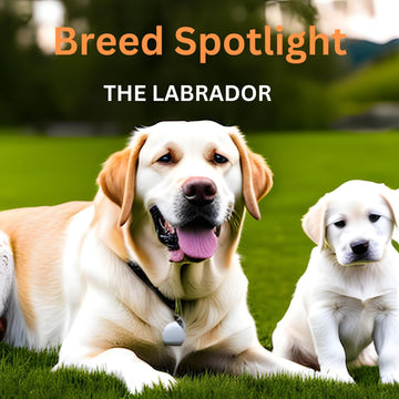 Breed Spotlight: The Lovable Labrador Retriever