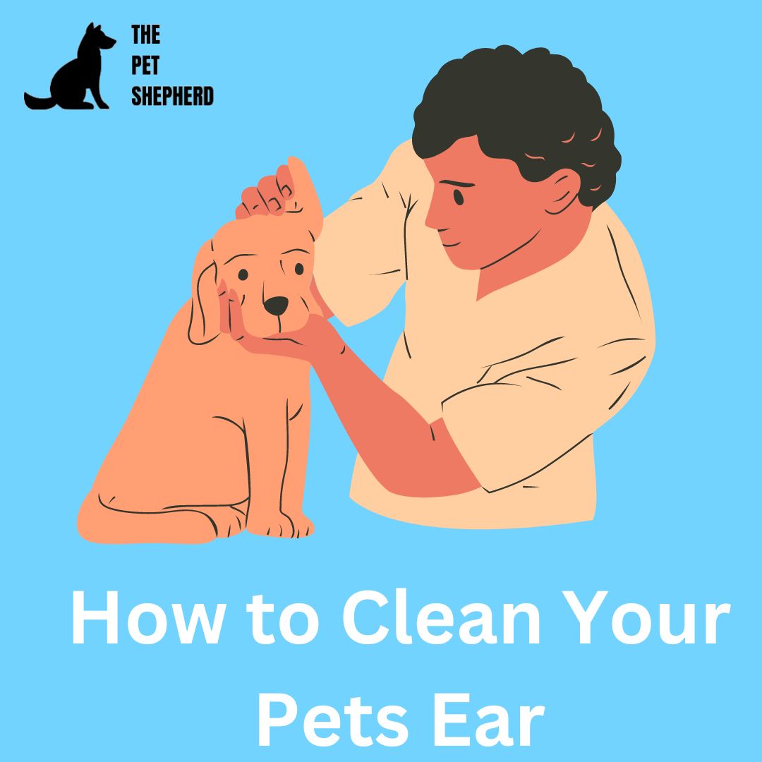 How to Clean Your Dog's Ears with Cotton: A Vet-Recommended Guide