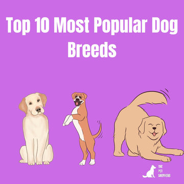Top 10 Most Popular Dog Breeds: Which Breed is Best for You?