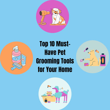 Top 10 Must-Have Pet Grooming Tools for Your Home