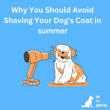 The Truth About Shaving Your Dog's Coat in Summer: Why You Should Avoid It