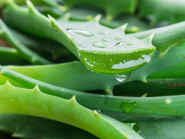 The Amazing Benefits of Aloe Vera and Camphor for Your Pets