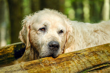 Age-Appropriate Care: How to Look After Your Senior Pet