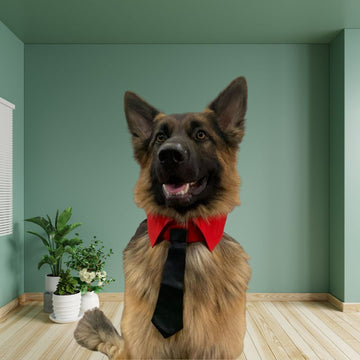 DapperDog Easy Attach Collar with Tie - Red & Black